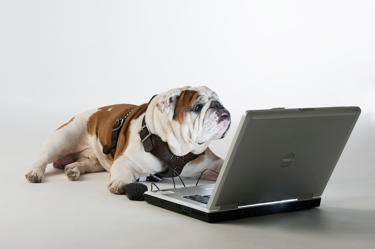 bully on computer